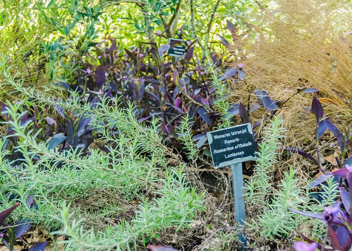 garden area with rosemary and other herbs