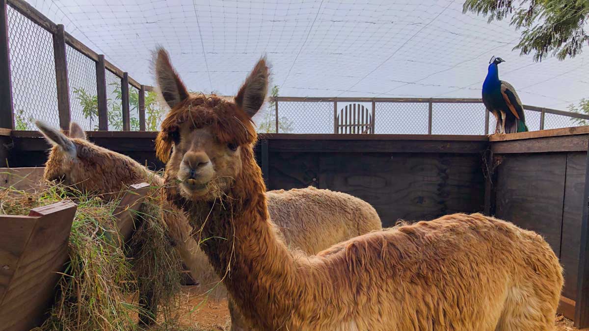 Two alpacas chew hay while a peacock stands watch