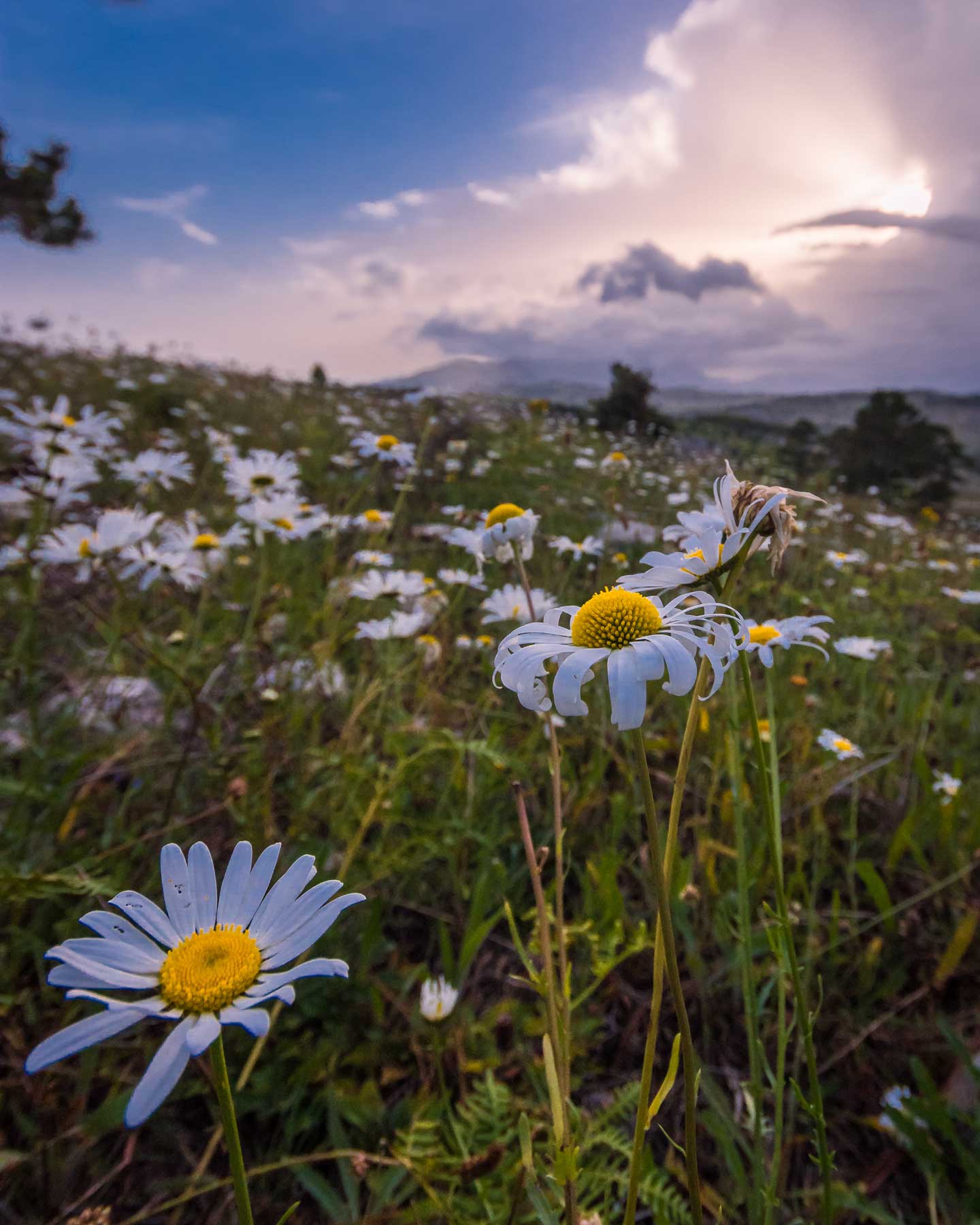 Daisies growing in a field in the Forêt des Pins, Haiti