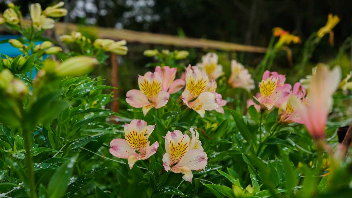 Flowers covered in dew, Haiti