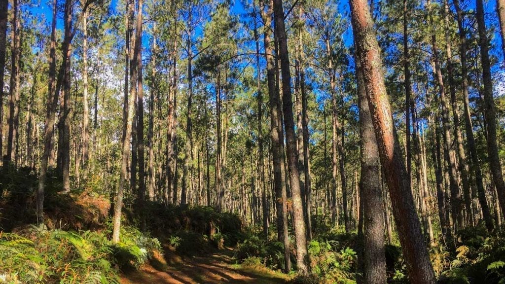 Sentier forestier en journée dans la Forêt des Pins, Haïti