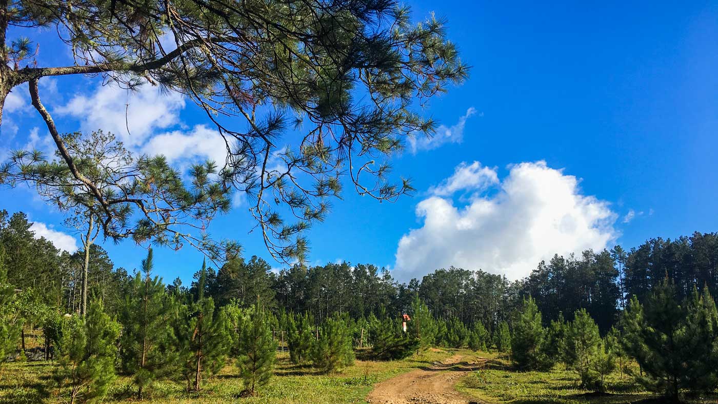 New forest growth in Forêt des Pins, Haiti