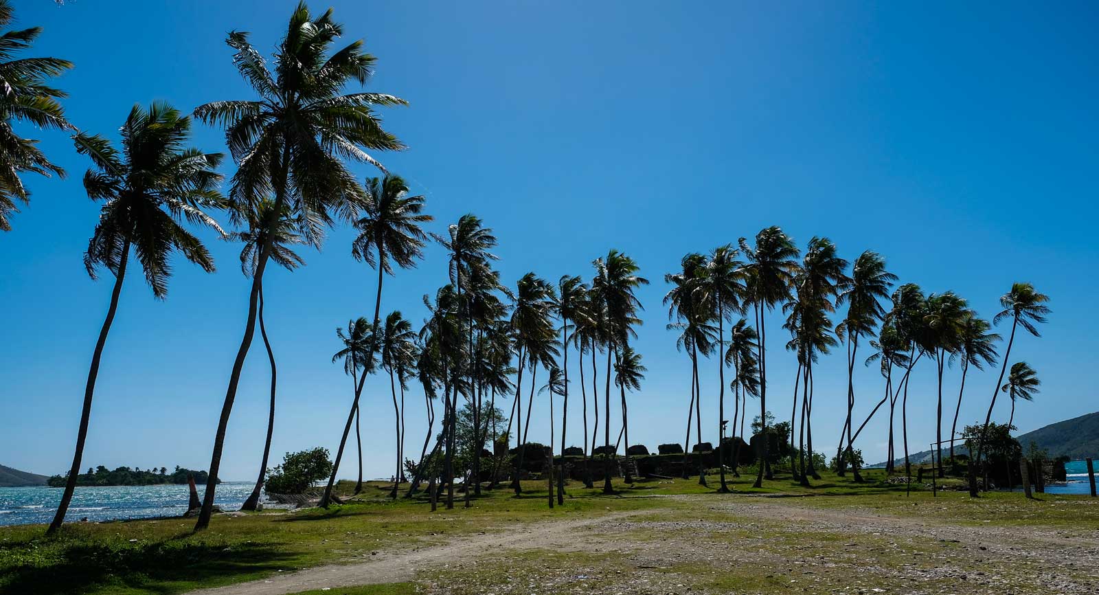 Palm trees on the way to Fort des Oliviers, Haiti