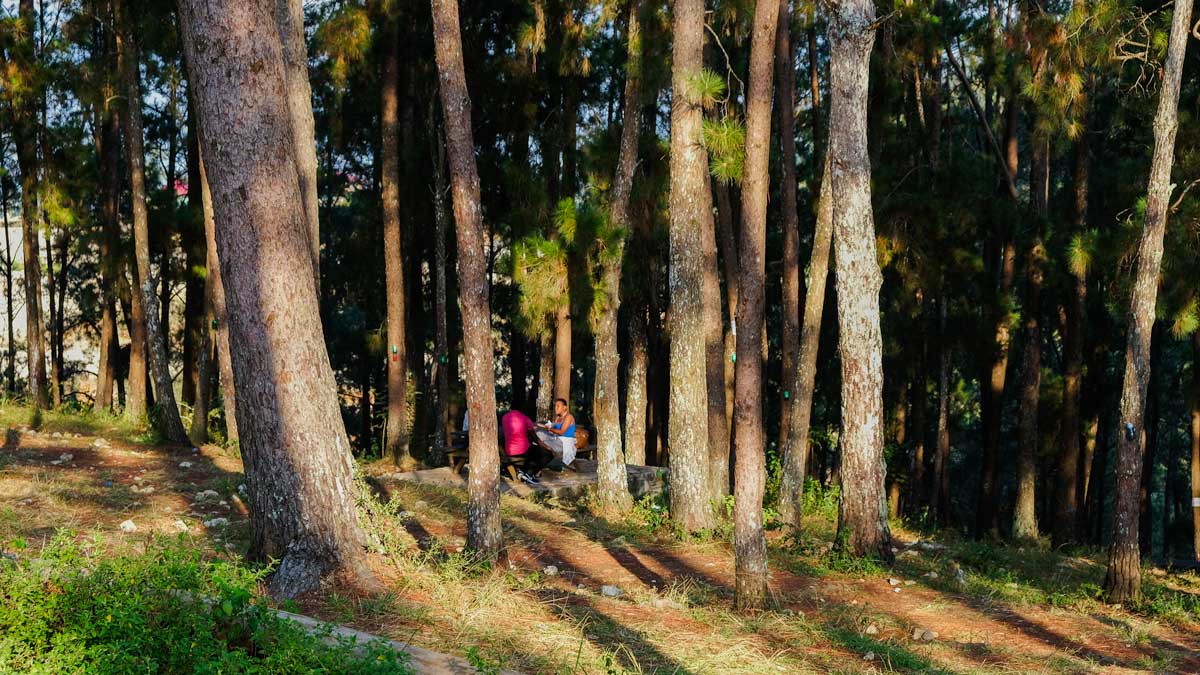 A group eats lunch at a picnic table under pine trees