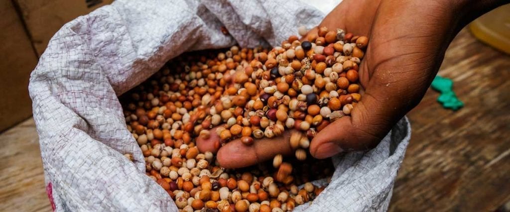 Person holding a handful of pigeon peas