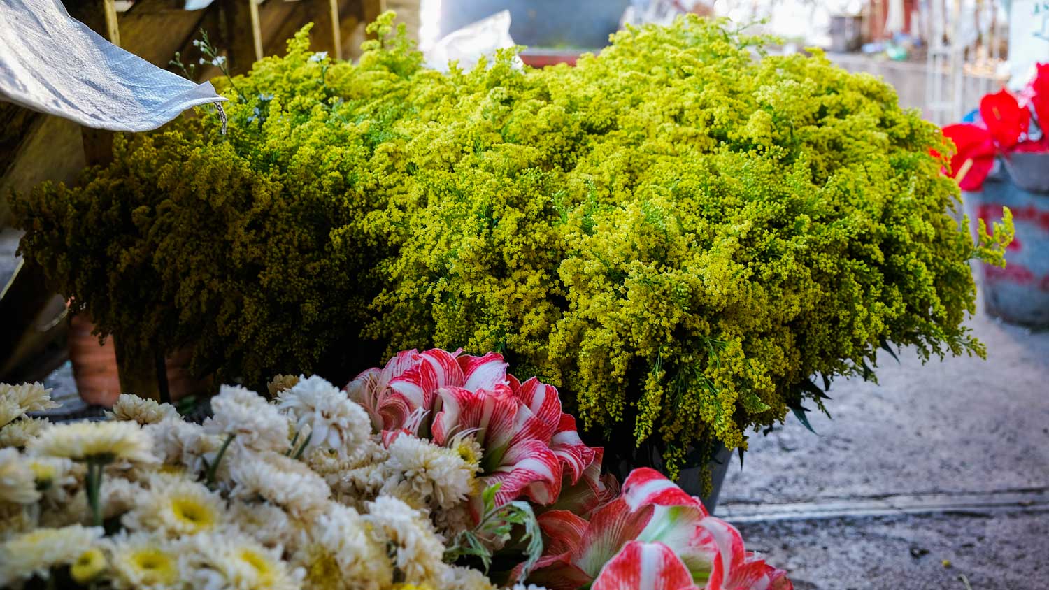 Flowers on display at the flower market at Place St. Pierre, Pétion-Ville