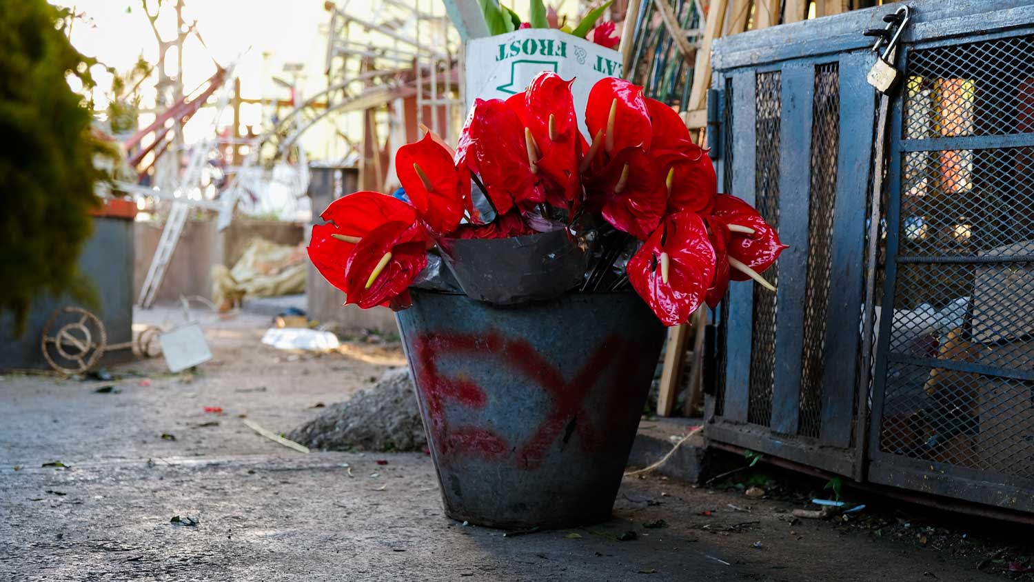 Anthurium flowers in a bucket at the flower market of Place Saint-Pierre