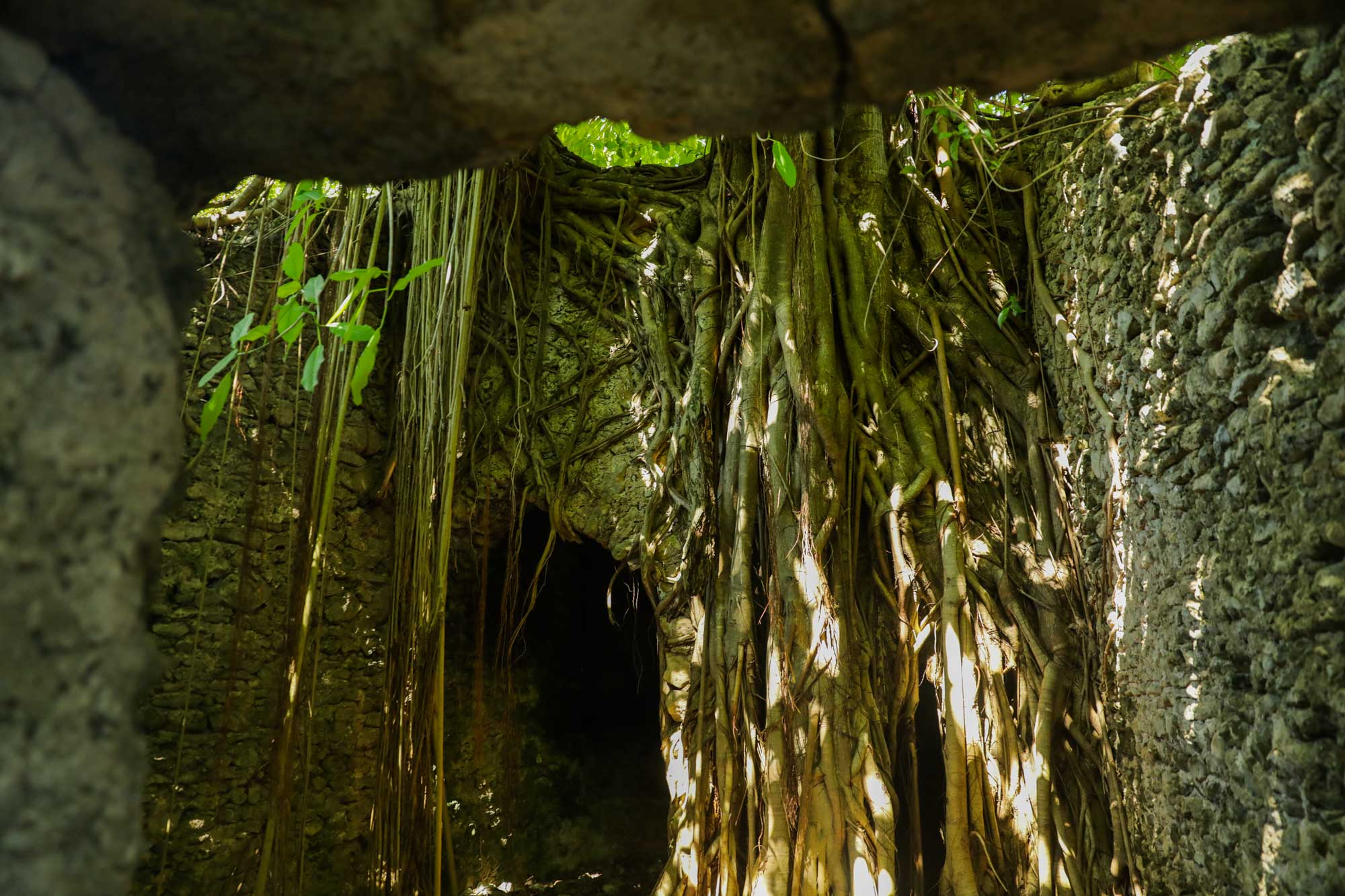 Tree roots growing down into the ruined passages of