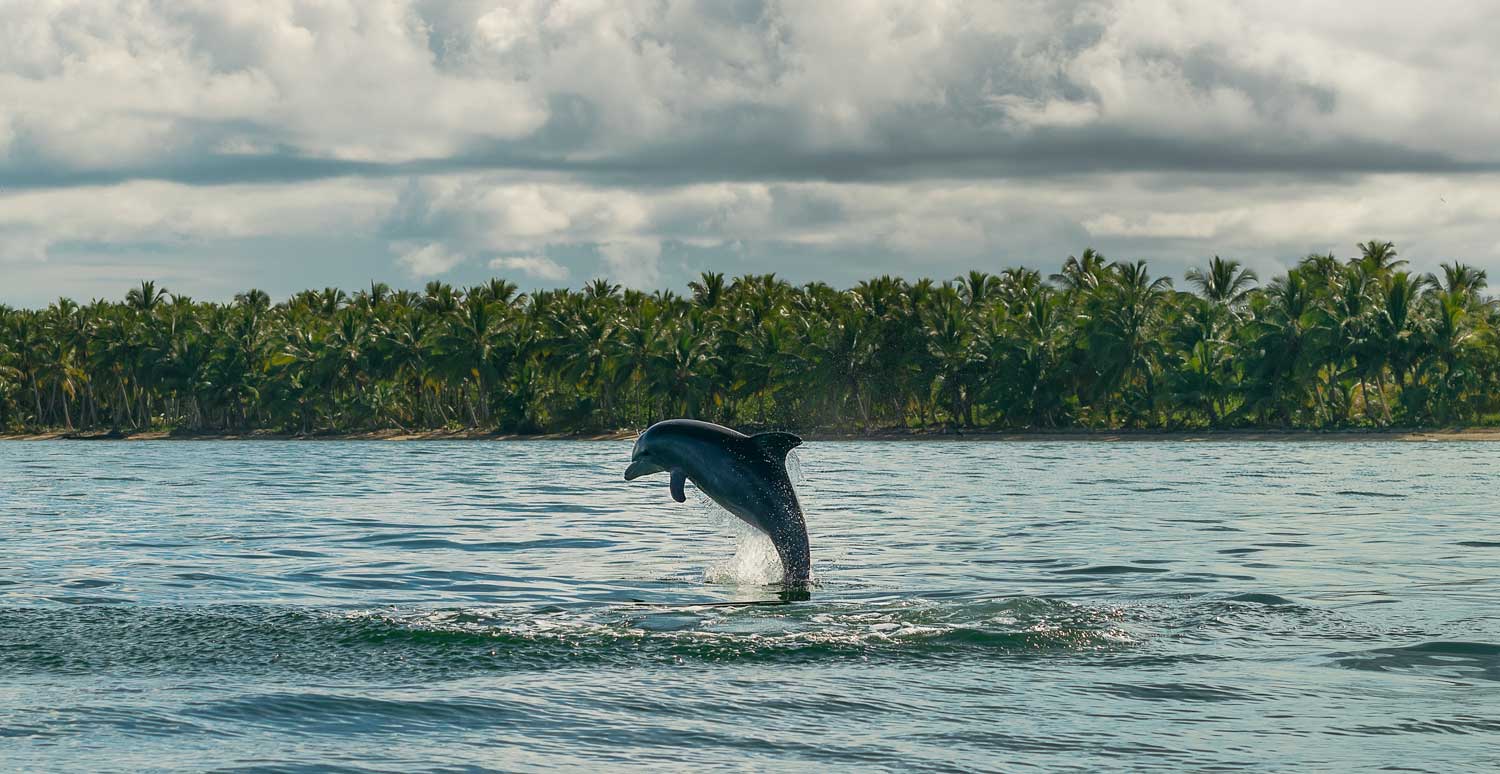 dolphin jumping off coast with palm trees