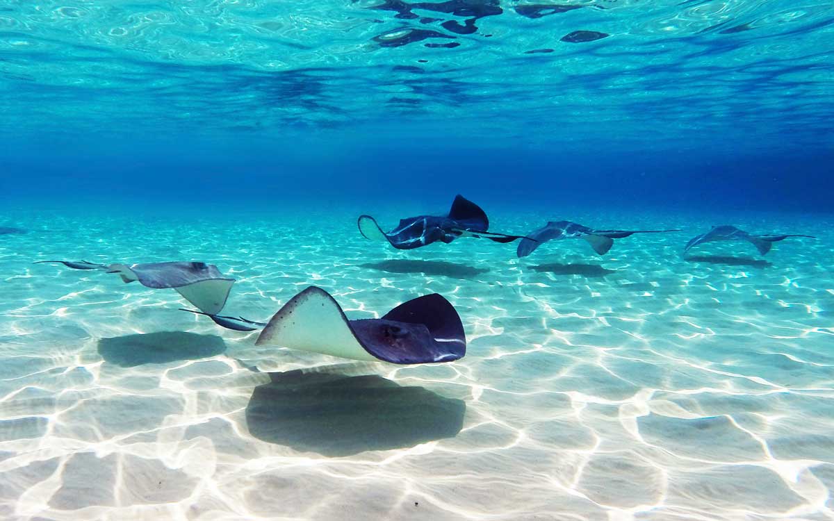 group of stingrays swimming in shallow caribbean water