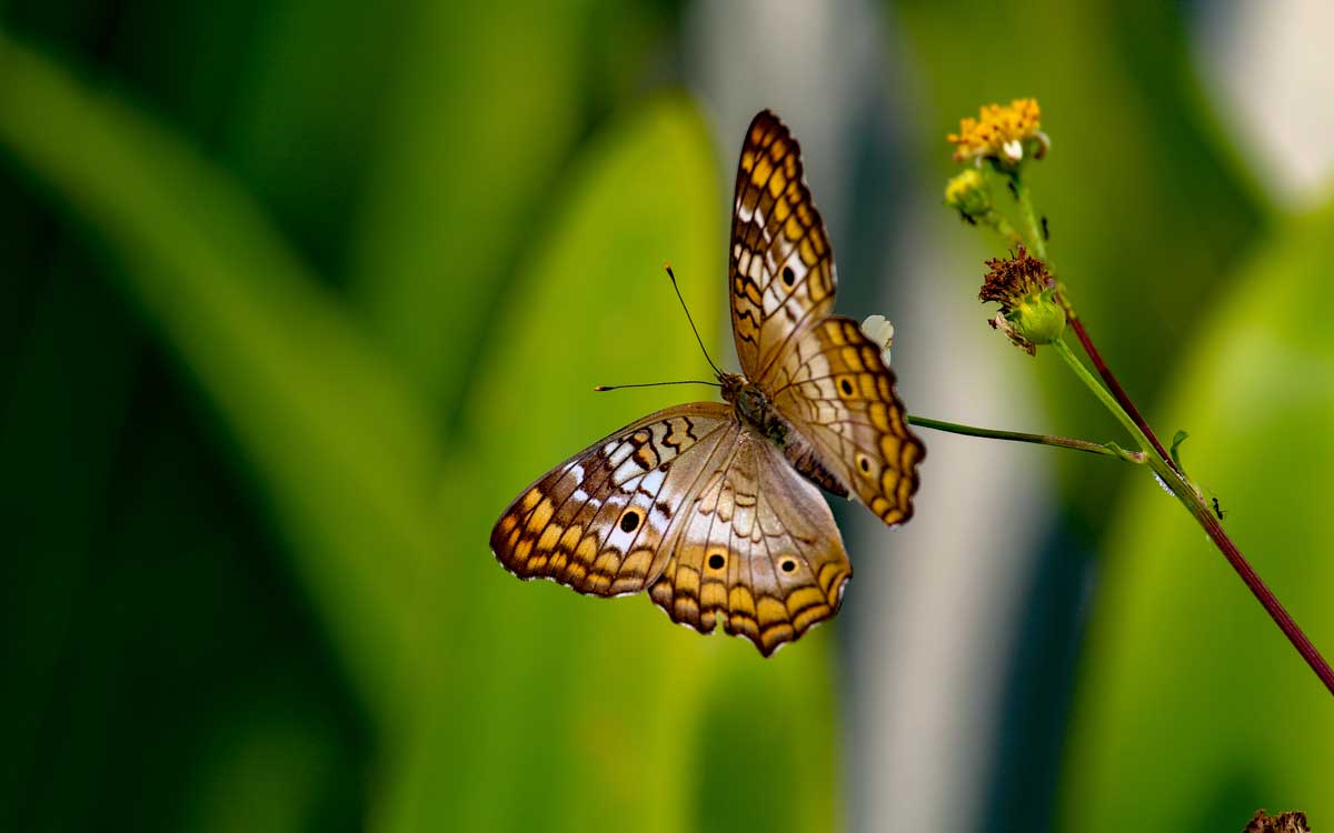 butterfly perched on flower