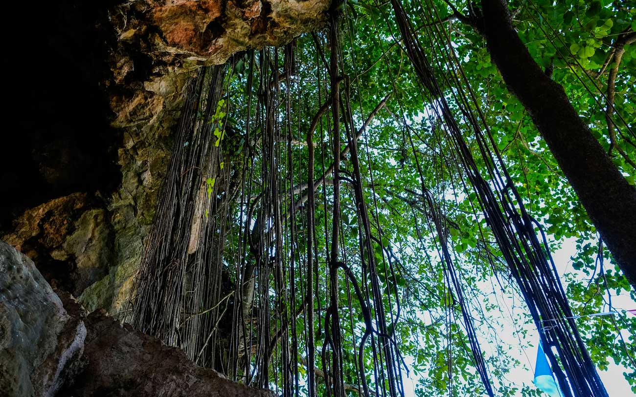 cave entrance with vines and trees