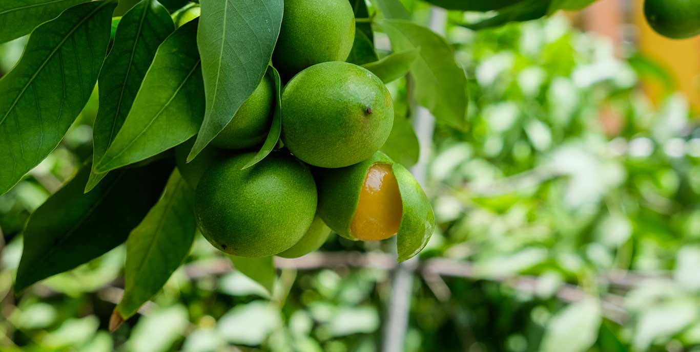 bunch of green haitian kenèp fruits hanging on tree