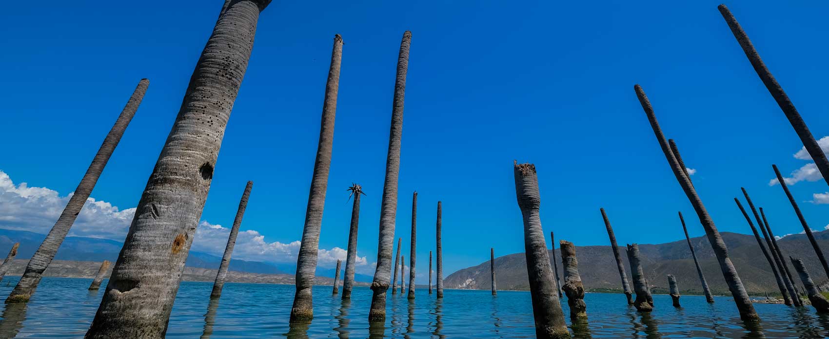 palm tree trunks in lake with surrounded by mountains