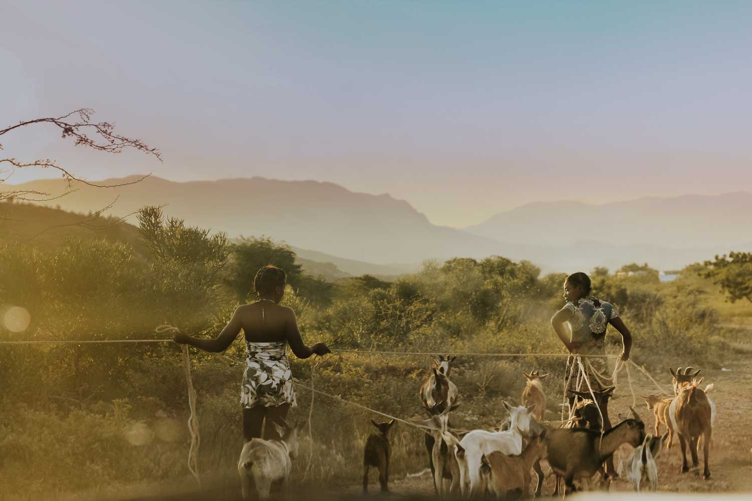 two haitian girls walking with a pack of goats in nature