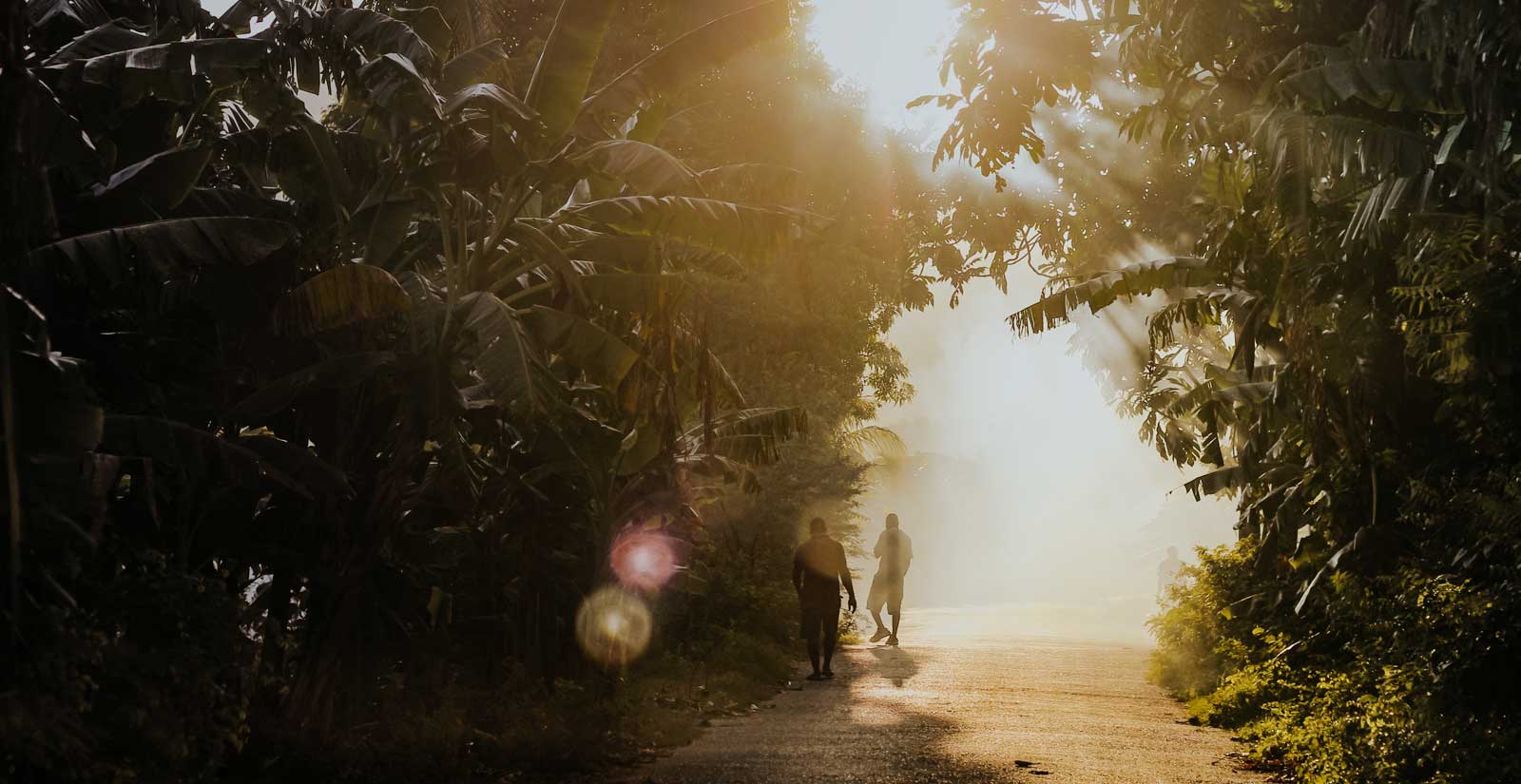 sunlight breaking through a tropical jungle 