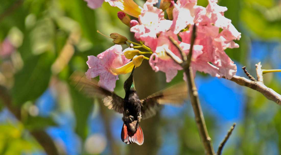 hummingbird in air drinking nectar from pick flowers