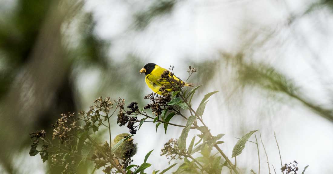 bright yellow bird with black head in green vegetation