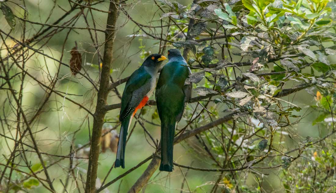 two emrald green birds together on tree branch