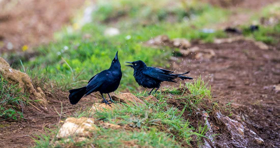 two black birds on grass splashing water