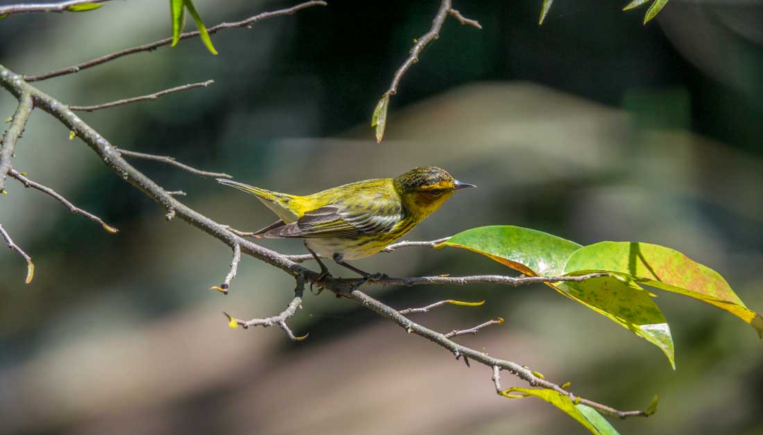 yellow bird on branch with green leaves