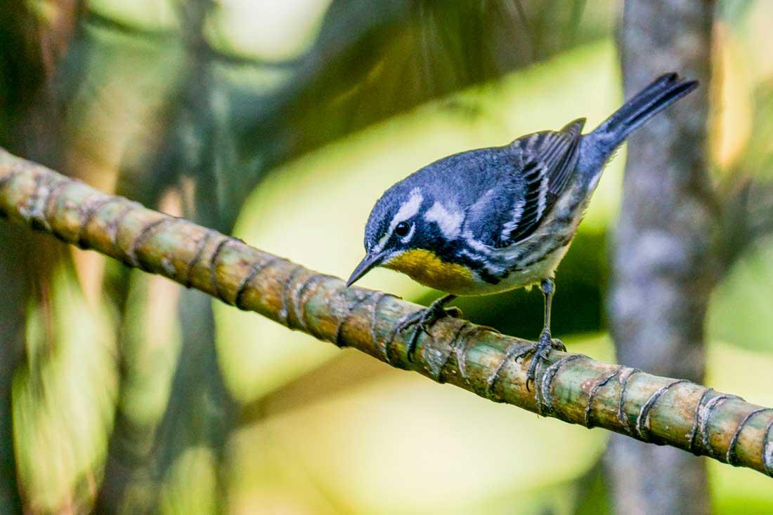 yellow and grey bird sitting on bamboo