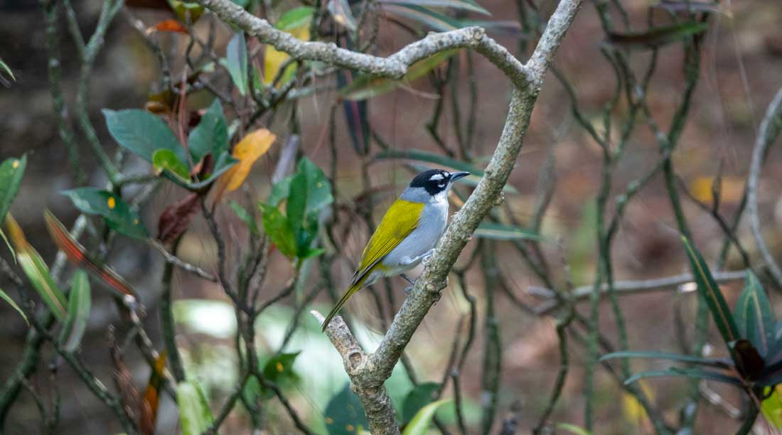 yellow and grey bird with black head on tree branch