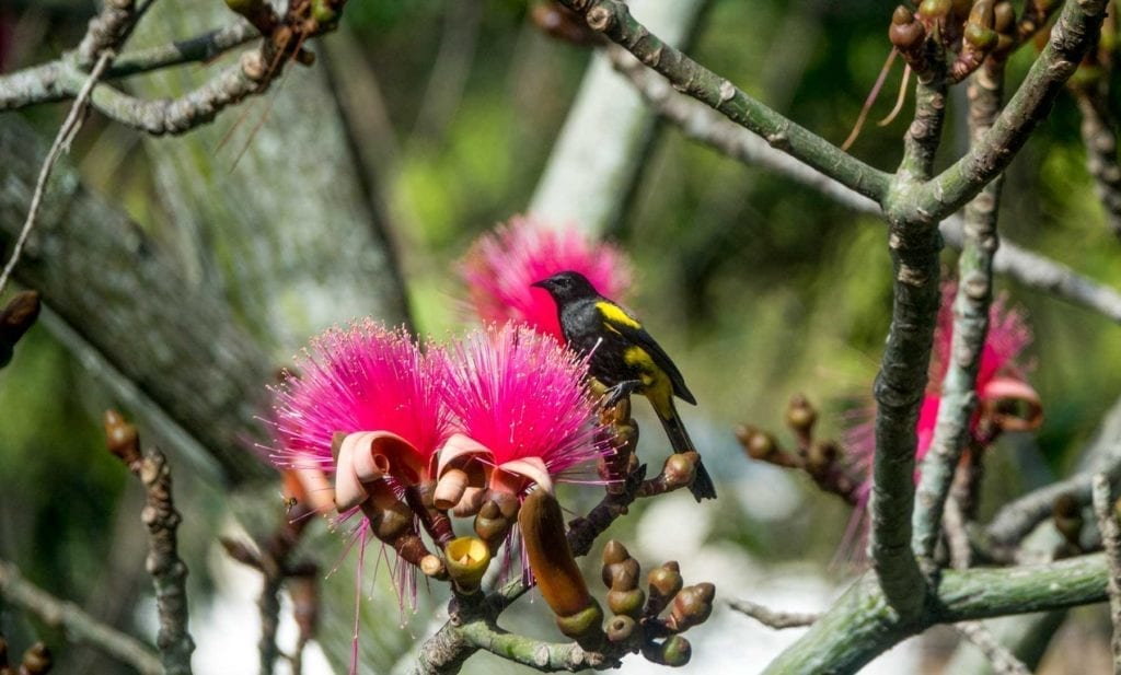 black and yeallow bird sitting on a branch among bright pink flowers