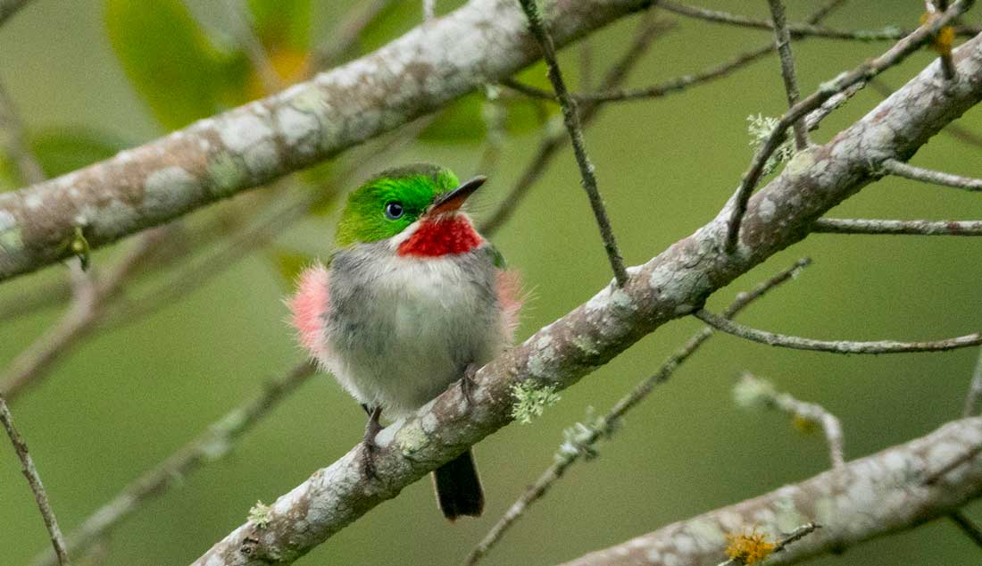 tiny bird with green head and red feathers on wings