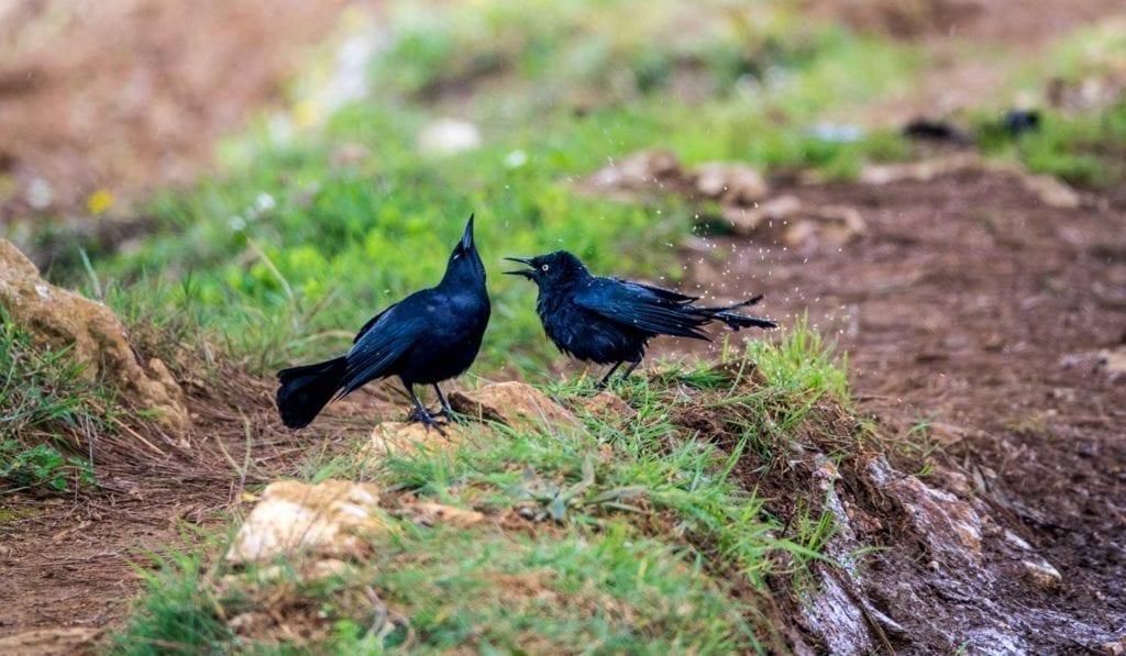 two black birds on grass splashing water