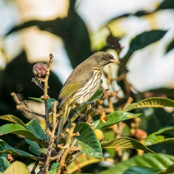 grey and yellow bird on a tree branch